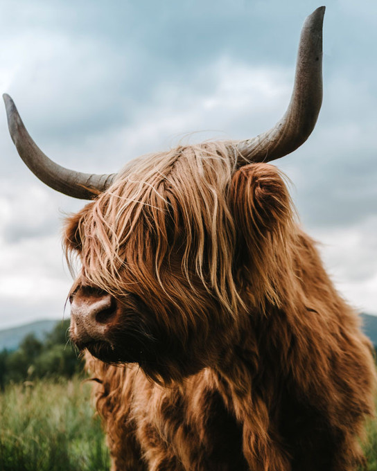 Highland Cow 1