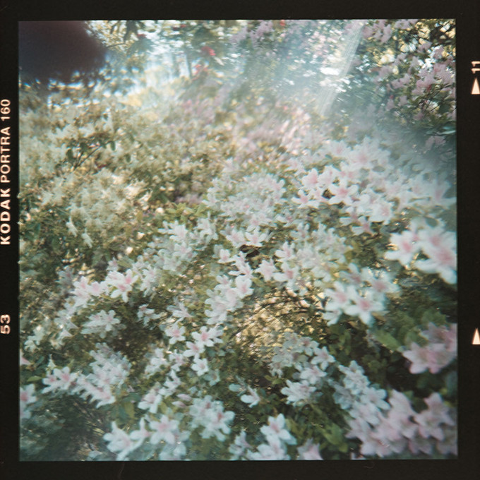 Kodak Flowers