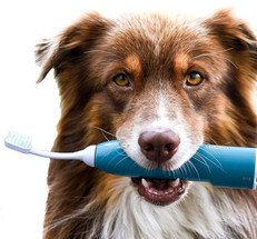Ultrasound Toothbrushes for Dogs: How Do They Work and Who Benefits Most?