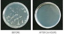 Shows before picture of bacteria in petri dish and after photo of petri dish with no bacteria showing how clay memory foam with ochre is anti-bacterial