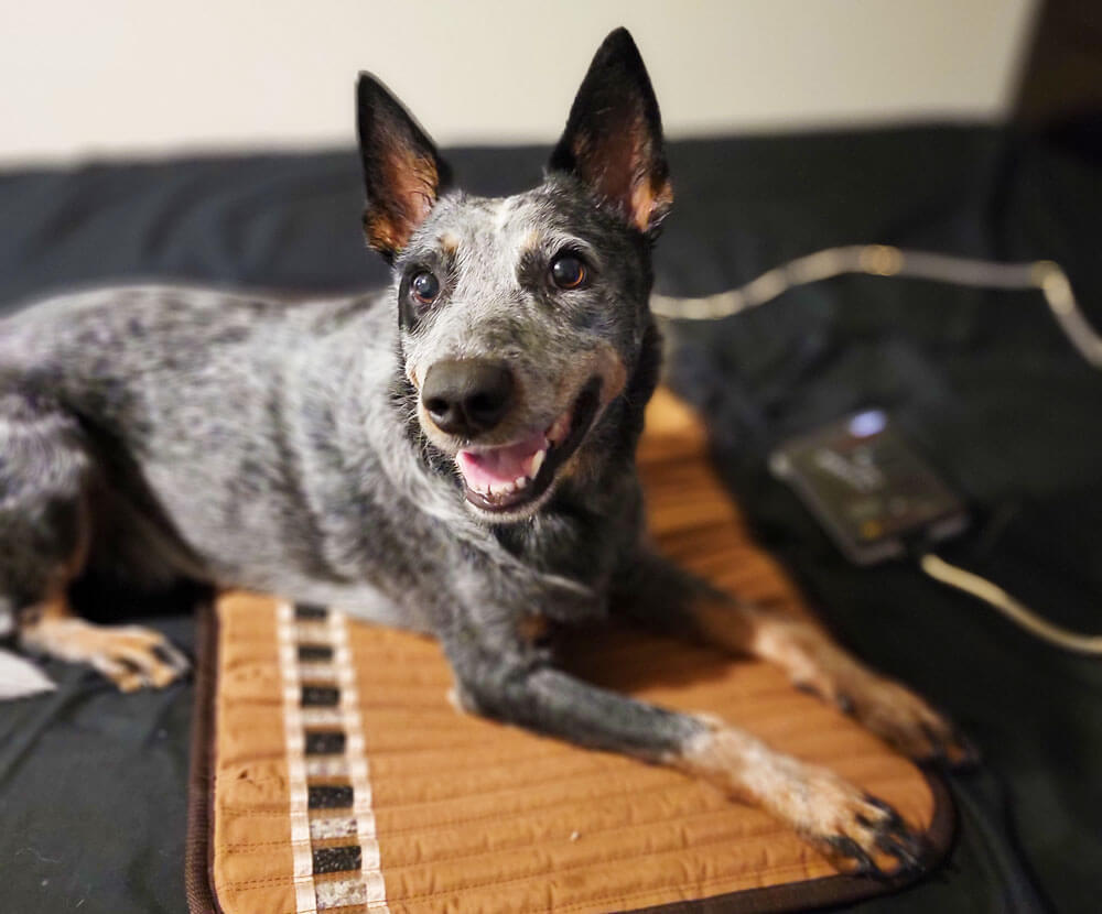 Dog smiling while lying down on a Biomat Mini