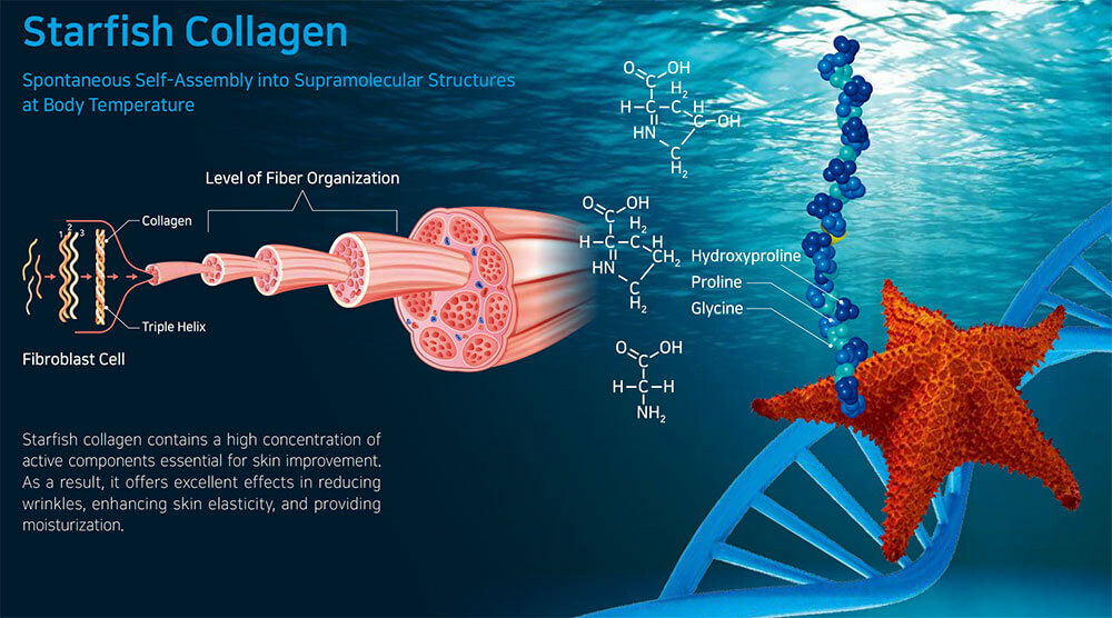 Graphic explaining how starfish collagen improves the skin