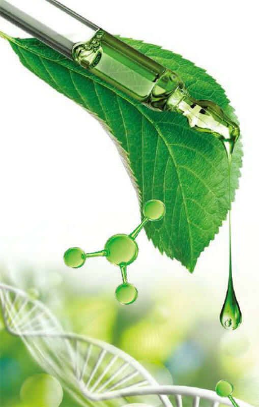 Closeup of a stevia leaf with a dropper filled with the extract