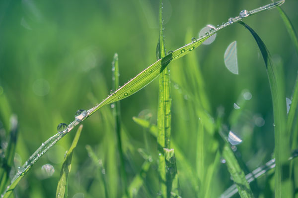 Condensation and dew on grass closeup