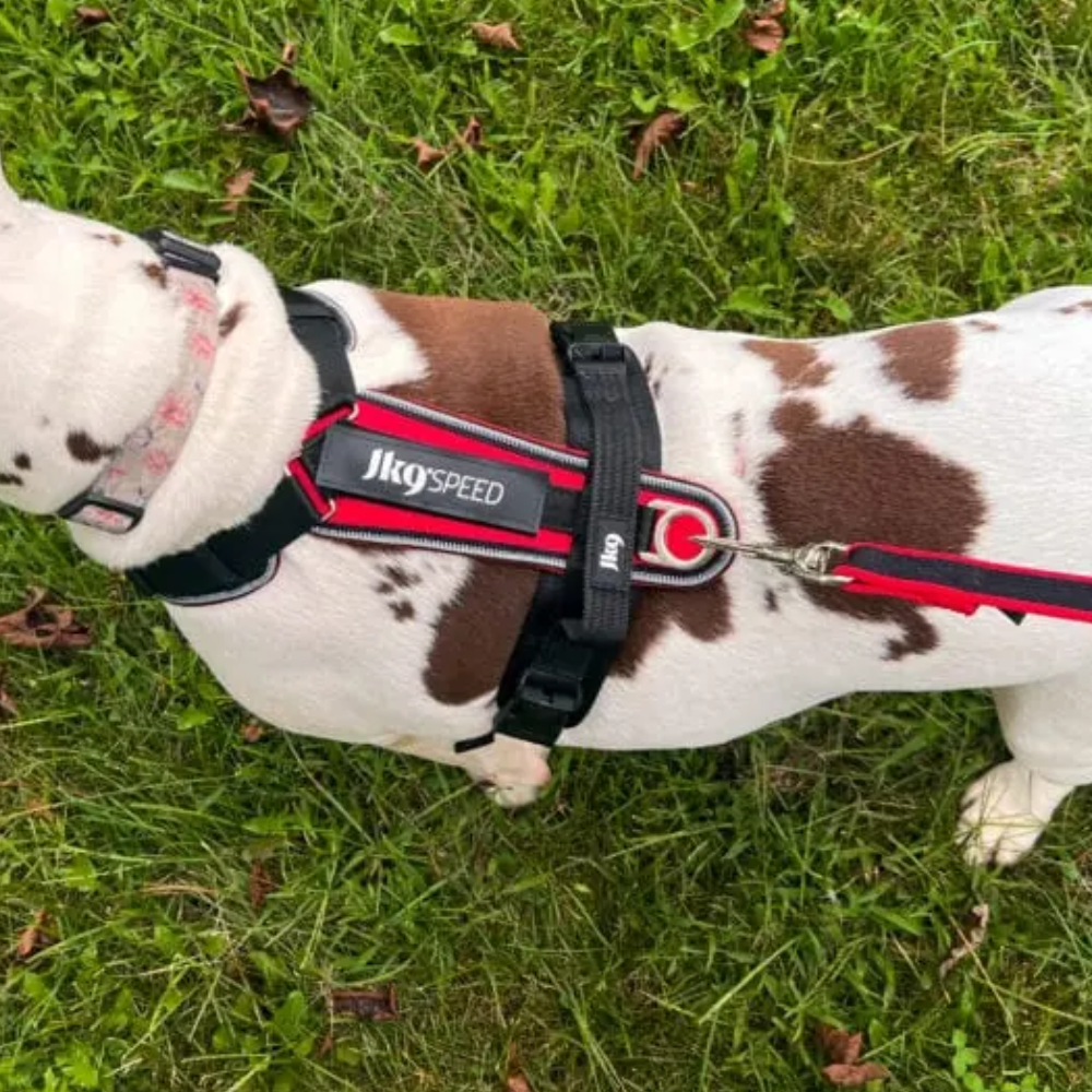 Dog Harnesses - Dog Harnesses - Julius K9 Australia