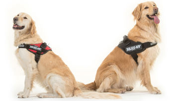 Julius K9 - 2 Retrievers