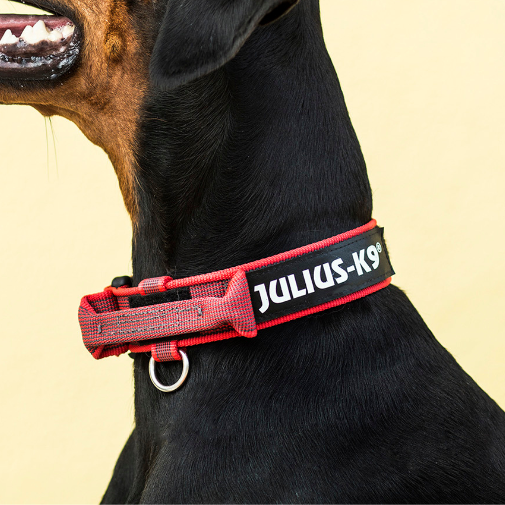 Color & Gray Collar with Handle