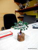 Green Aventurine Gem Tree Petite Natural Crystal Bonsai Tree - 4-inch