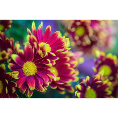 LAOWA 老蛙 100mm f/2.8 Tilt-Shift 1x Macro Lens 微距移軸鏡頭 Nikon Z