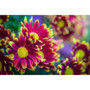 LAOWA 老蛙 100mm f/2.8 Tilt-Shift 1x Macro Lens 微距移軸鏡頭 Nikon Z