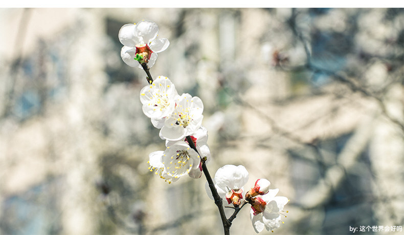 7artisans 60mm F2.8 Macro Mark II 圖文介紹 17
