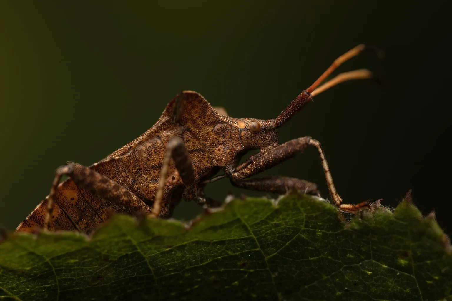 LAOWA 180mm f/4.5 1.5X Ultra Macro APO 圖文描述 05