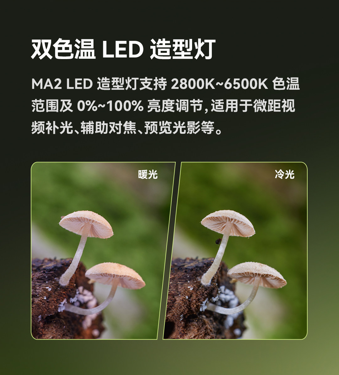Godox 神牛 MA2 Flexible Macro Twin Light 可調柔性雙頭微距補光燈 圖文描述 08