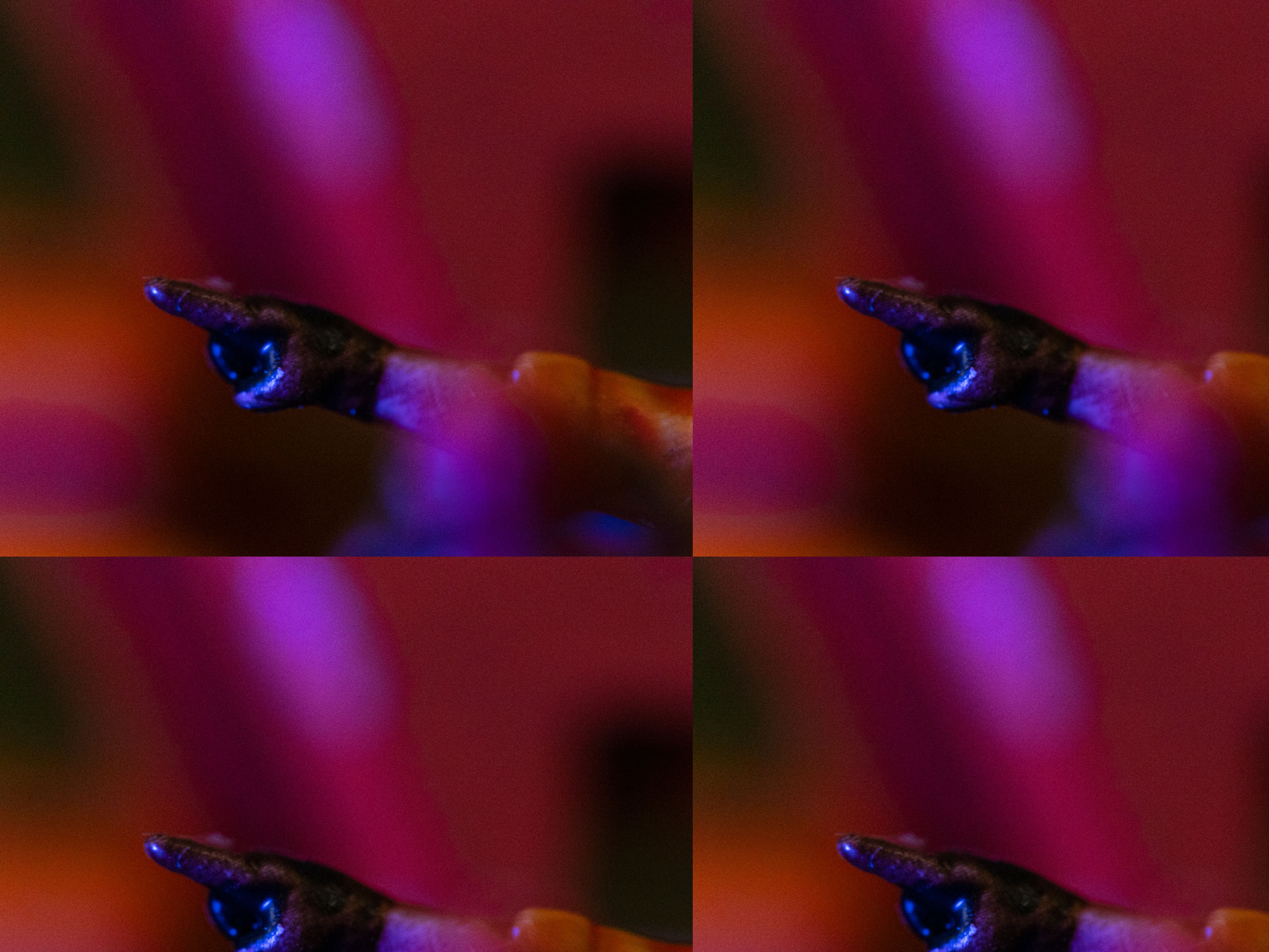 LAOWA 90mm f/2.8 2X Macro APO 圖文描述 05