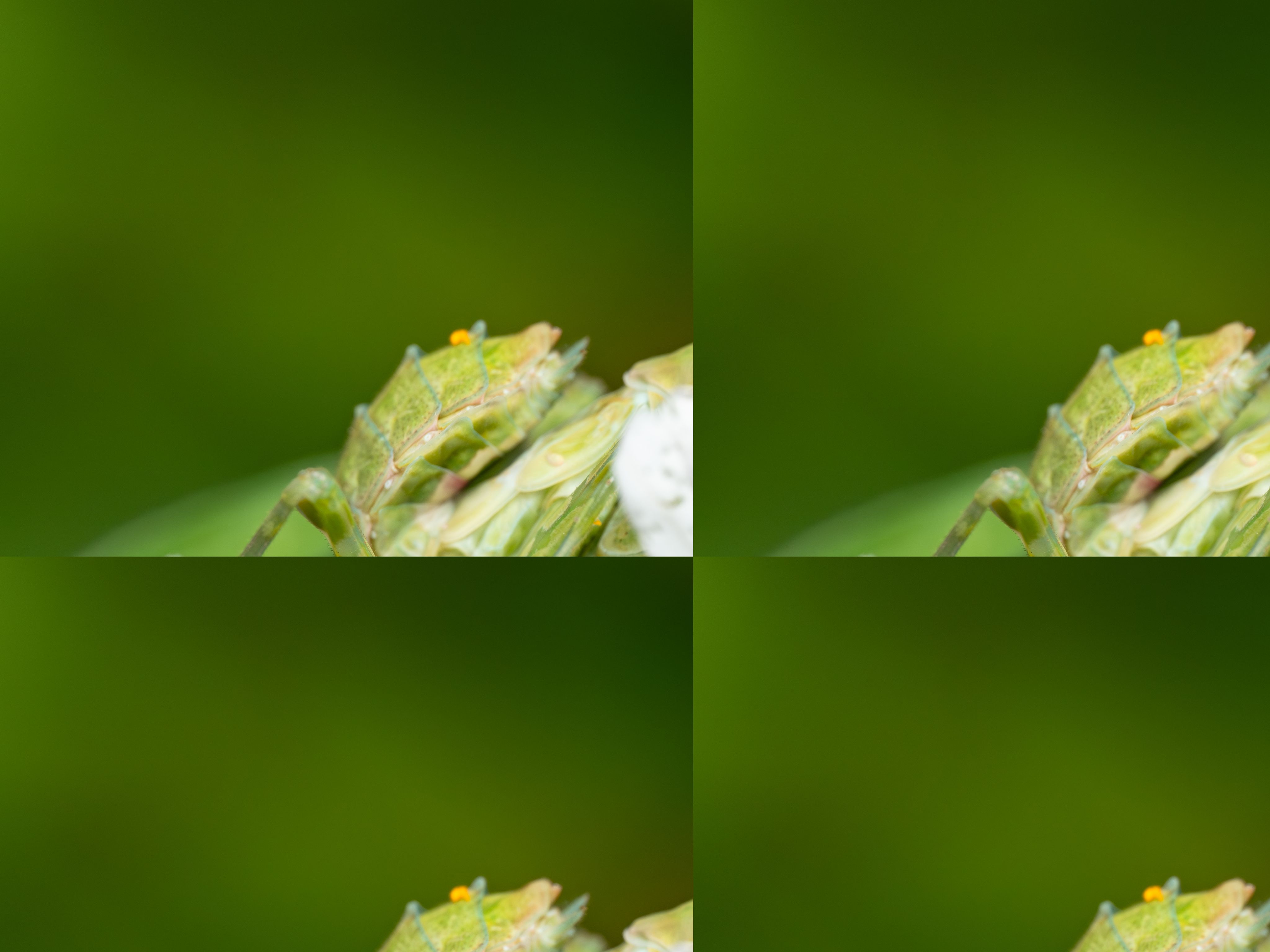 LAOWA 90mm f/2.8 2X Macro APO 圖文描述 02