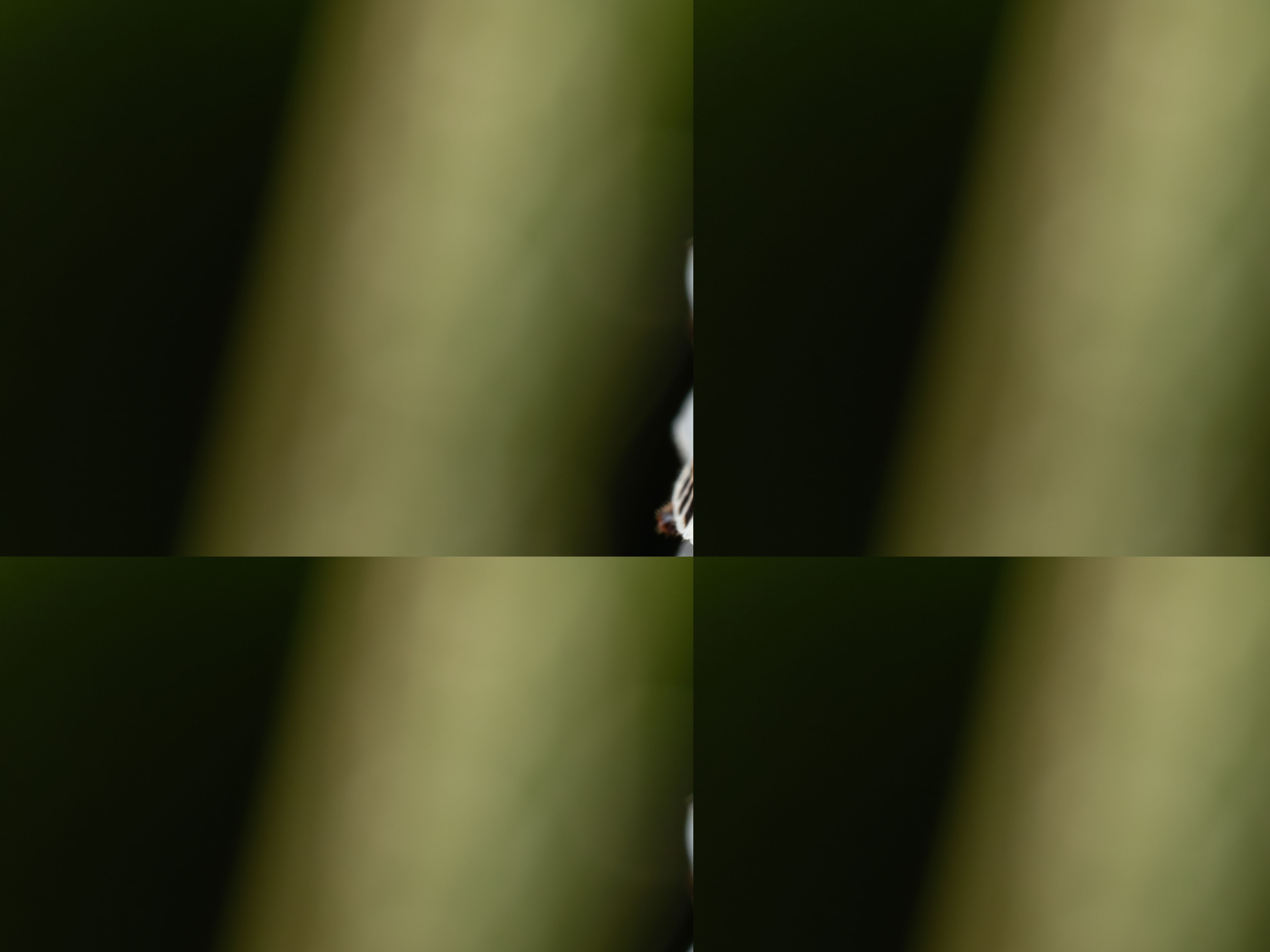 LAOWA 90mm f/2.8 2X Macro APO 圖文描述 03