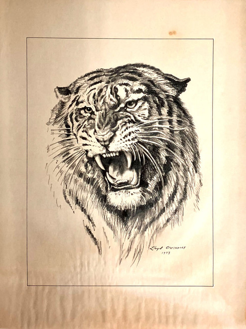 TIGER PENCIL DRAWING by Lloyd Ostendorf