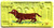 DACHSHUND License Plate by John Taylor