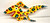COLORFUL YELLOW FISH CUT-OUT (#8) by Bebo