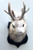 JACKALOPES - ARE THEY REAL??? - Read Description
