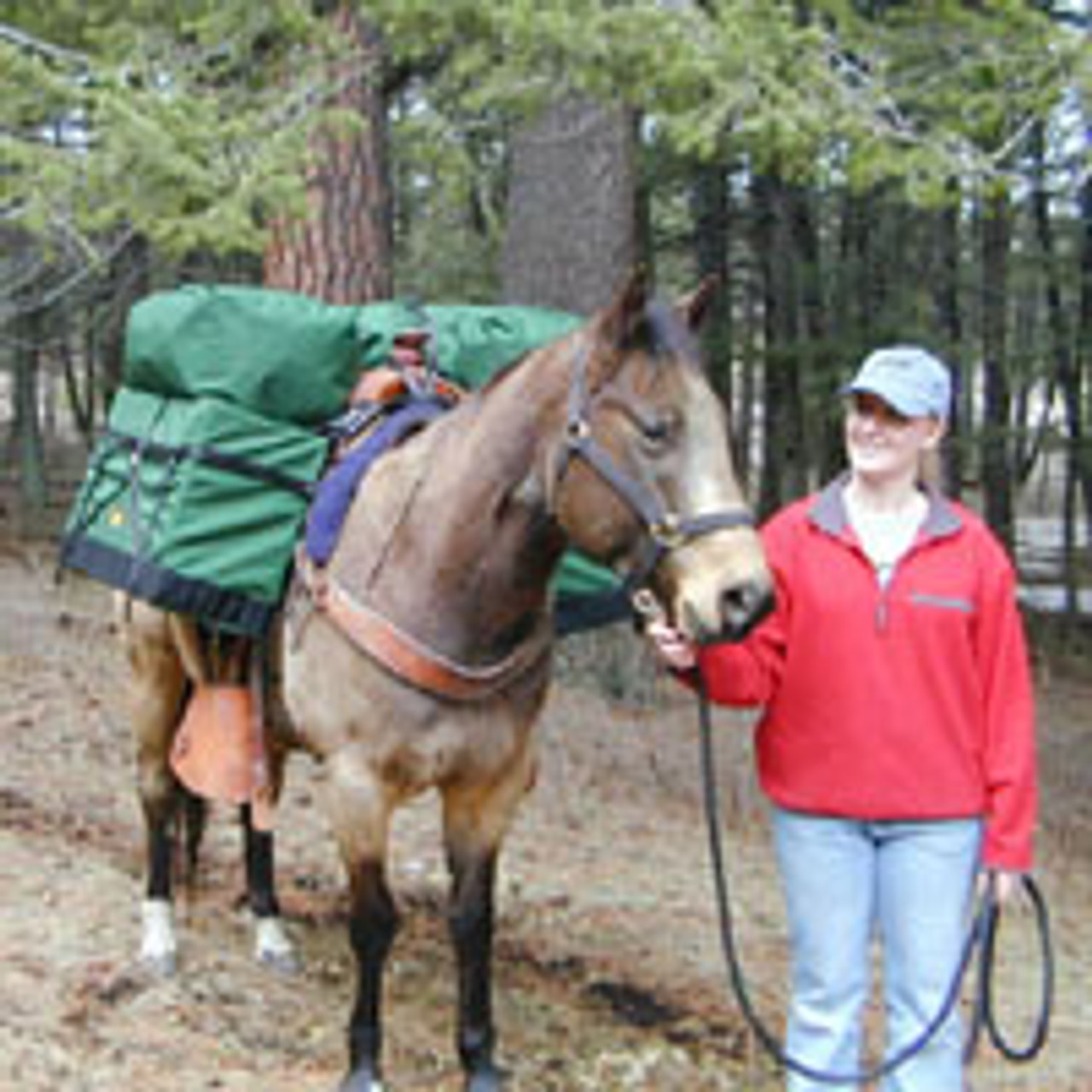 saddle panniers horse