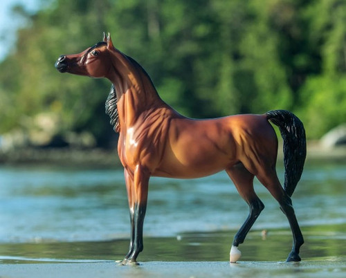 A Horse Of My Very Own - RD Marciea Bey