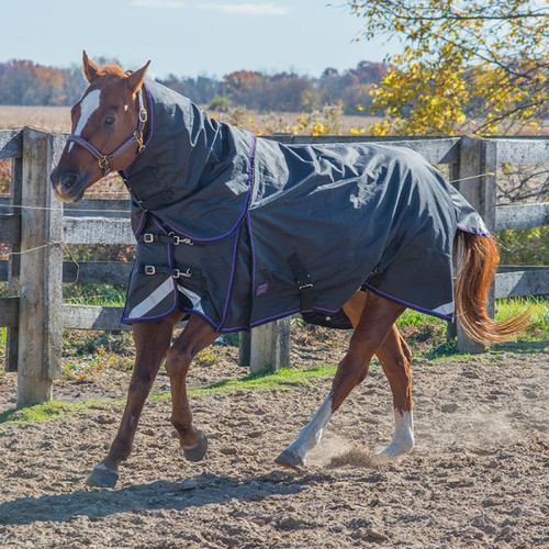Canadian Horsewear Violet Diablo Turnout Blanket 300Gm