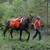 TrailMax Saddle Panniers - On Horse