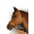 Schutz by Professional's Choice Round Leather Nose Side Pull