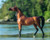 A Horse Of My Very Own - RD Marciea Bey