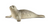 Schleich Seal