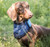 Cool On Track Dog Bandana