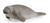Schleich Manatee