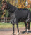 Back On Track Obsidian 150GM Turnout Blanket