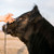 Cattle Phantom Cable Halter with Ghost Grip