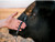 Cattle Phantom Cable Halter with Ghost Grip