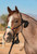 Professional's Choice Beaded Cowboy Braided Rope Halter