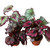 Begonia 'Rex' - 4 Pack Variety-4" Pot D245-4_BEGONIA_REX_4PK