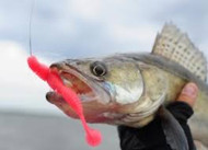 Best Paddle Tail Size for Lake Winnipeg Walleye: 4" vs 6"