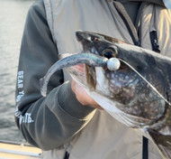 How to Choose a Soft Plastic for Walleye and Lake Trout: Paddle Tail vs. Jerk Shad | Linn Creek Outdoors