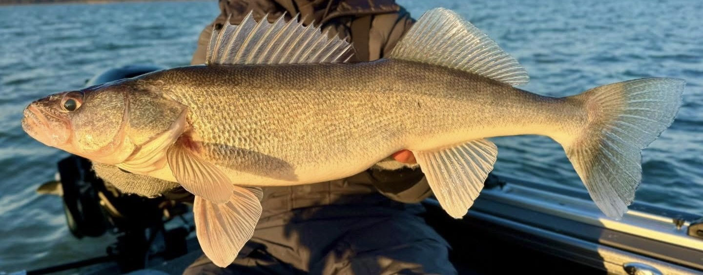 Large Lake Winnipeg greenback walleye held in the boat near Hecla Island