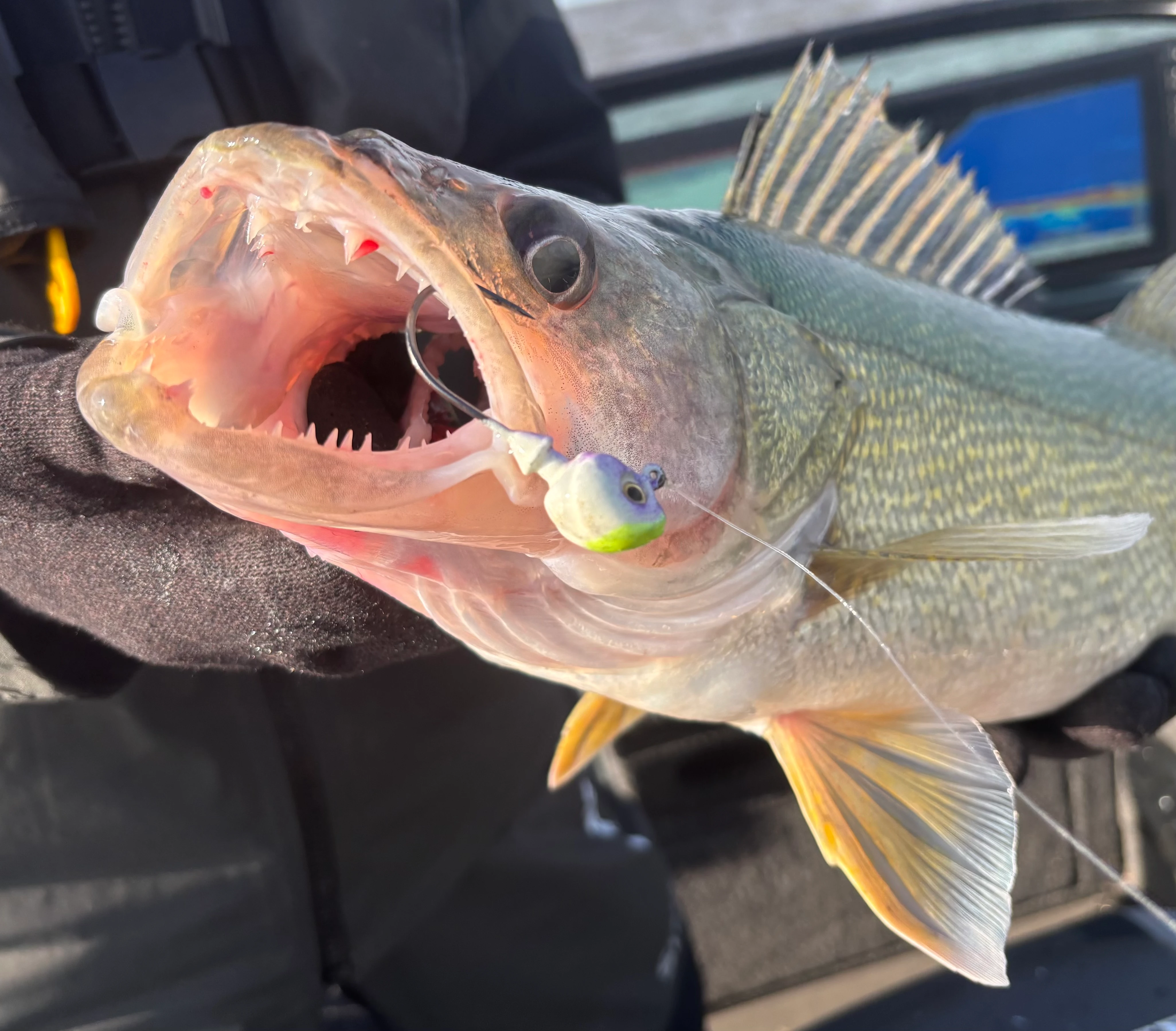 Walleye Caught on a Big Sky Jigs Hecla Hammer