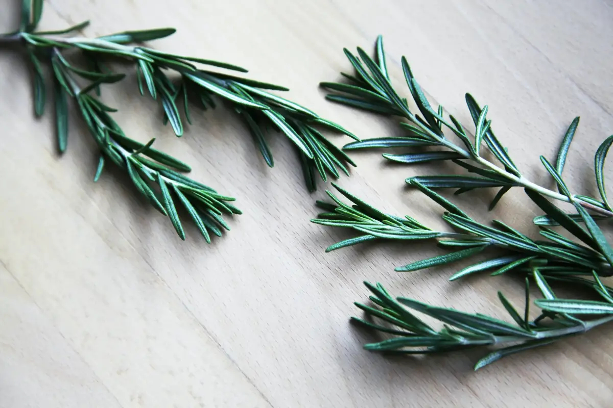 Rosemary Essential Oil Uses & Benefits