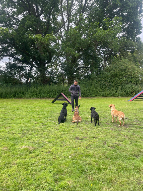 Residential dog training 1 week. Train your dog. dog training. dog hampshire