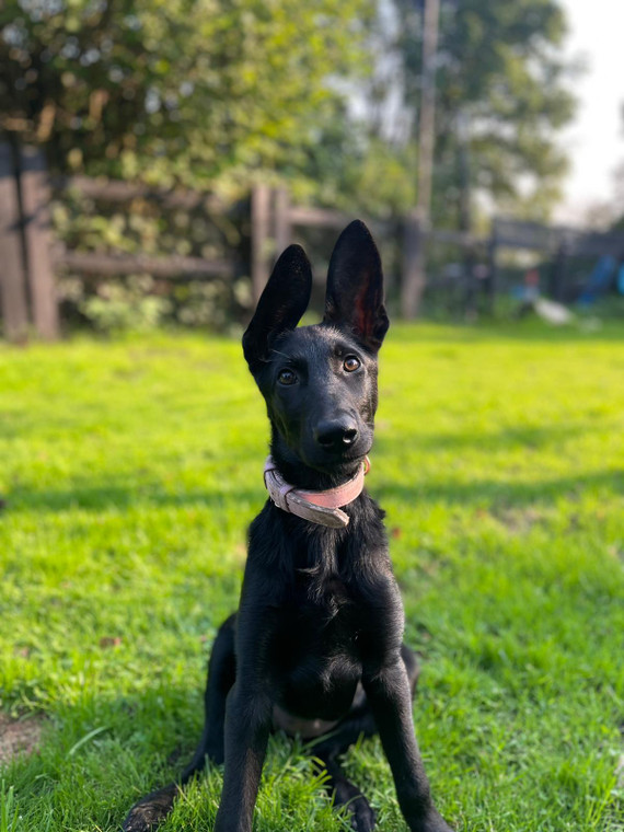 puppy training malinois czech shepherd dog