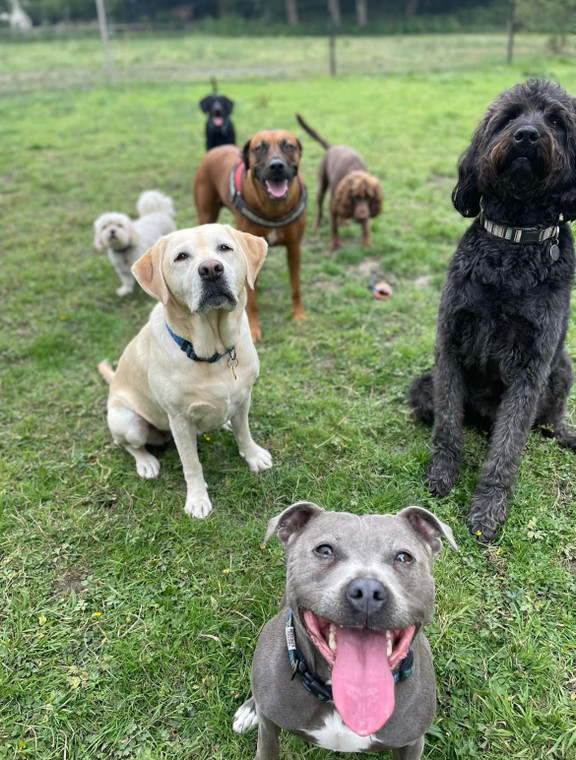 dog daycare heckfield hook hampshire