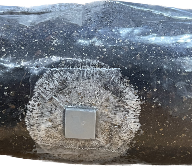 Elevate your mushroom cultivation journey in Portland, OR, with our top-rated XLS-A Mushroom Grow Bags, the ultimate choice for all your mushroom growing supplies. Praised by our devoted customer base, these versatile, all-in-one bags are celebrated for their ability to simplify the mushroom growing process, enabling the cultivation of a broad spectrum of mushroom varieties with unparalleled ease. Discover the exceptional features that have made them a standout favorite, and transform your approach to mushroom cultivation today.