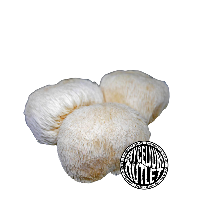 Liquid Mushroom Culture Lion's mane