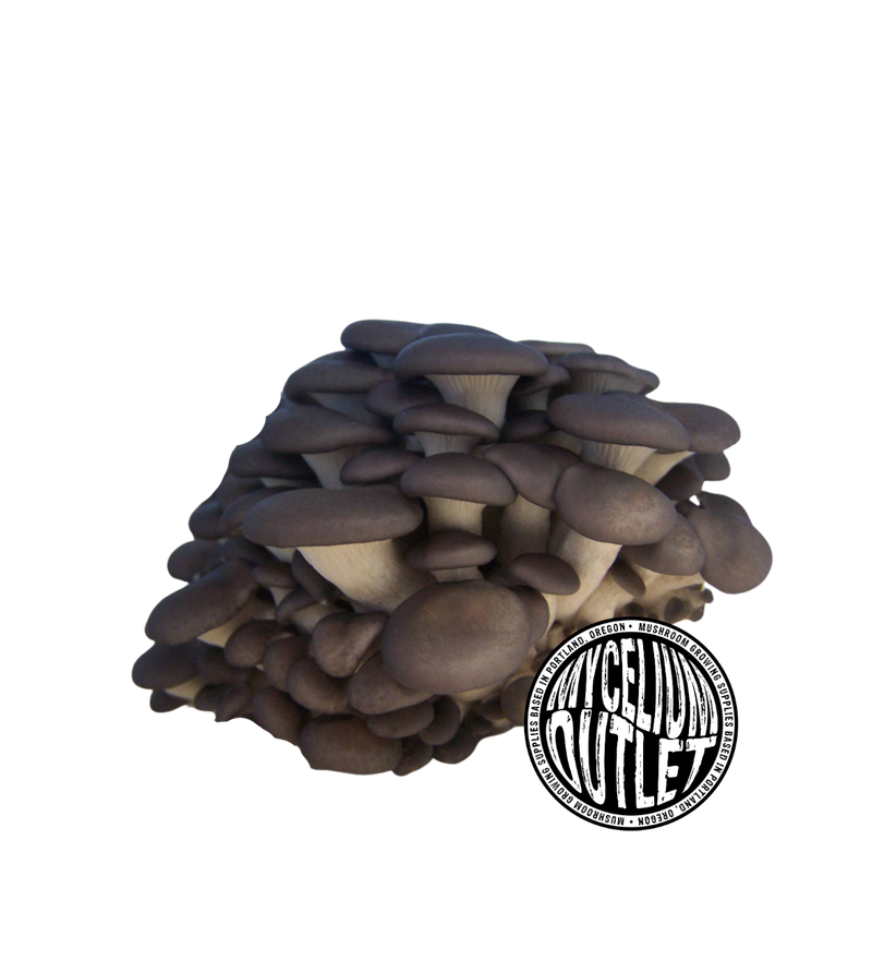 Liquid Mushroom Culture Blue Brat Oyster