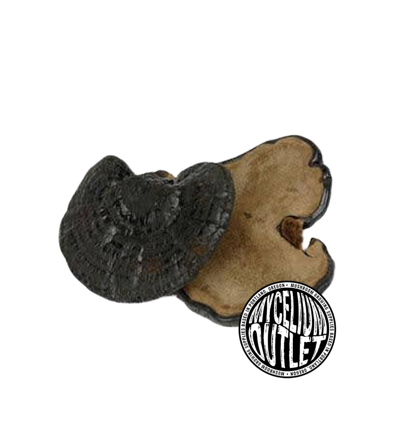 Liquid Mushroom Culture Black Reishi